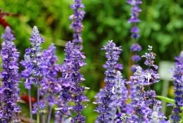 Šalvěj lékařská (Salvia officinalis)