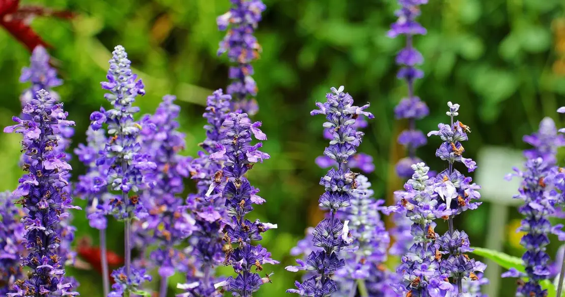Šalvěj lékařská (Salvia officinalis)