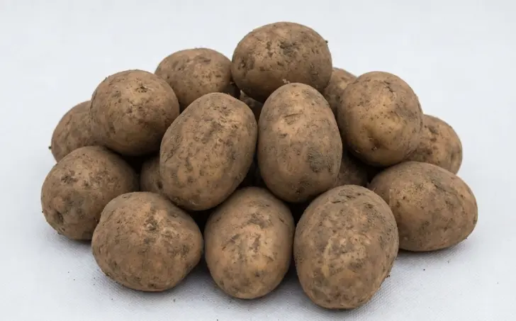 Brambory pozdní